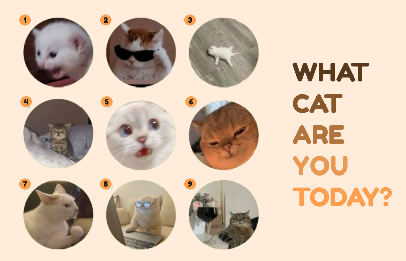 Product image - Cats vocabulary